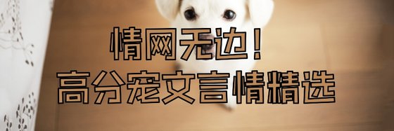 情網無邊！高分寵文言情精選